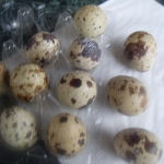 Vajcia - prepeličie