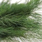 Kôpor - vňať čerstvá