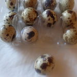 Vajcia - prepeličie